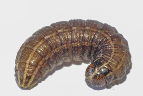 Réf. 262 893 : Tholera cespitis